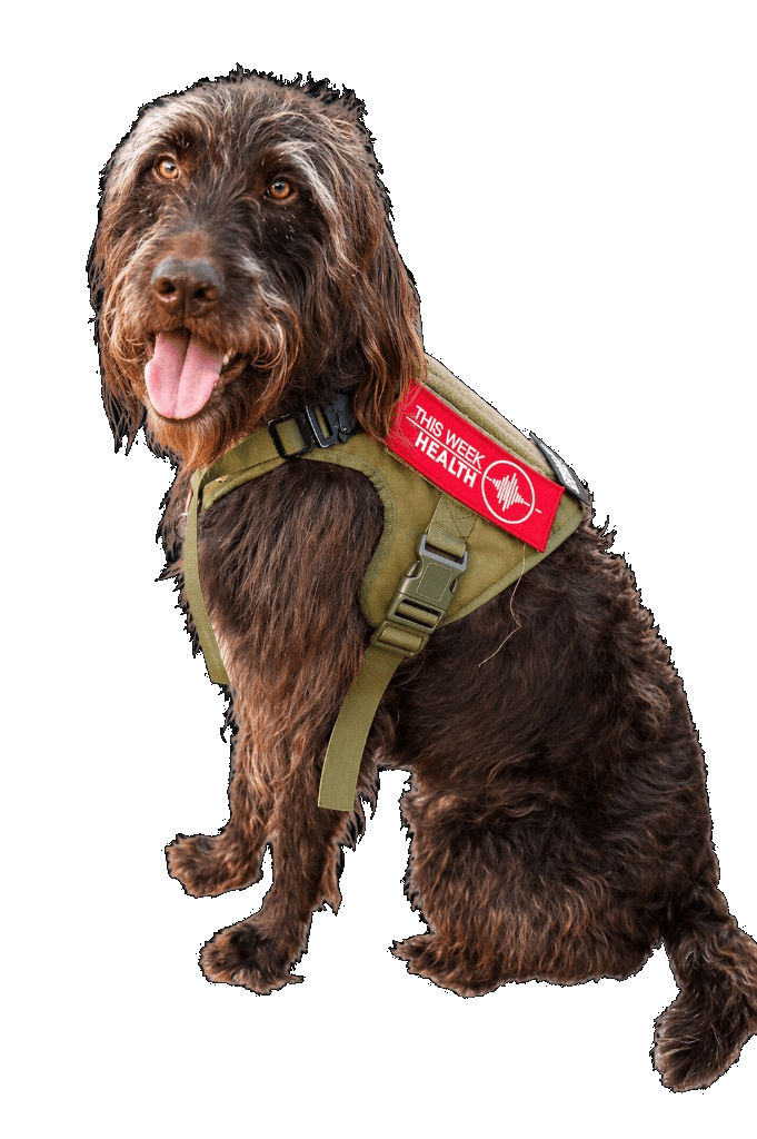 Captain, This Week Health service dog, wearing a harness with the This Week Health logo